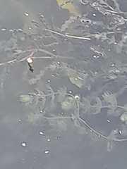Ceratophyllum demersum