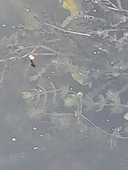 Ceratophyllum demersum