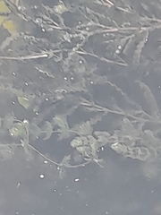 Ceratophyllum demersum
