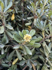 Pittosporum tobira