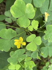 Oxalis grandis
