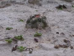 Ancistrocactus pinkavanus