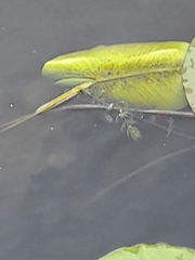 Ceratophyllum demersum