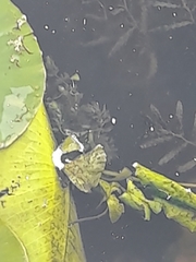 Ceratophyllum demersum