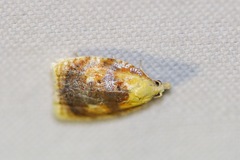 Acleris curvalana