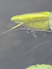 Ceratophyllum demersum