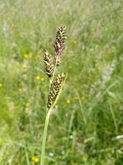 Carex hartmanii