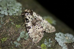 Leuconycta lepidula