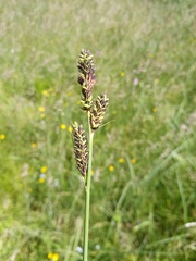 Carex hartmanii