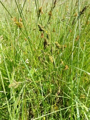 Carex hartmanii