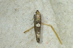 Acrolepiopsis assectella