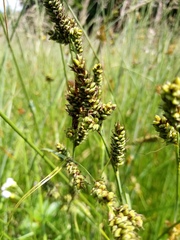 Carex hartmanii