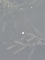 Potamogeton crispus