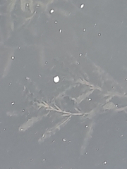 Potamogeton crispus
