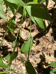 Dichanthelium commutatum commutatum