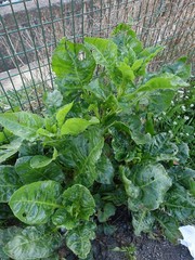 Beta vulgaris vulgaris