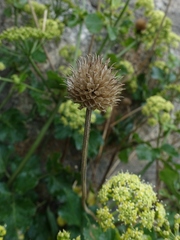 Dipsacus pilosus