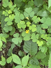 Oxalis grandis