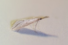 Donacaula longirostrallus