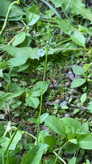 Veronica serpyllifolia