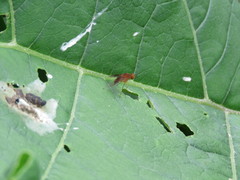 Chrysopilus quadratus