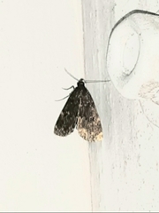 Idia scobialis