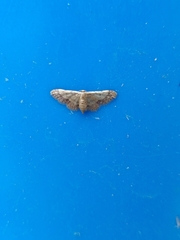 Idaea cellifimbria