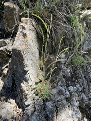 Boechera microphylla