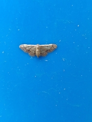 Idaea cellifimbria