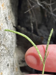 Boechera microphylla