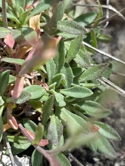 Boechera microphylla