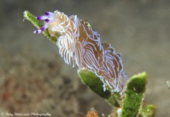 Pteraeolidia ianthina