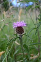 Centaurea nemoralis