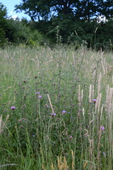 Centaurea nemoralis