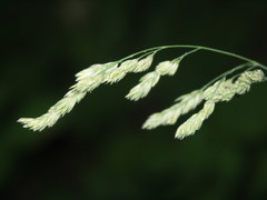 Dactylis glomerata lobata