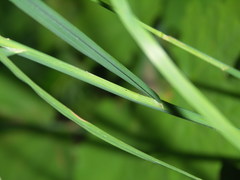 Dactylis glomerata lobata