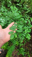 Amorpha ouachitensis