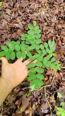 Amorpha ouachitensis