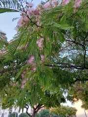 Albizia julibrissin