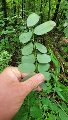 Amorpha ouachitensis