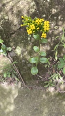 Kalanchoe densiflora