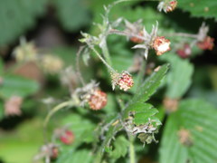 Fragaria moschata