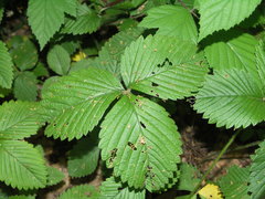 Fragaria moschata