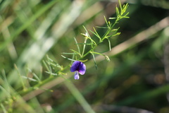 Psoralea abbottii