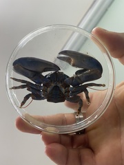 Petrolisthes violaceus