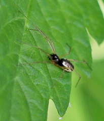 Linyphia hortensis