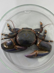 Petrolisthes violaceus