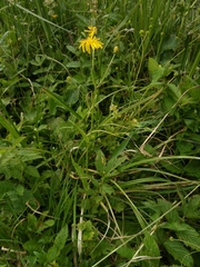 Crepis paludosa