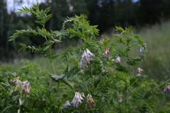 Vicia orobus