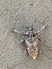 Lagocheirus obsoletus